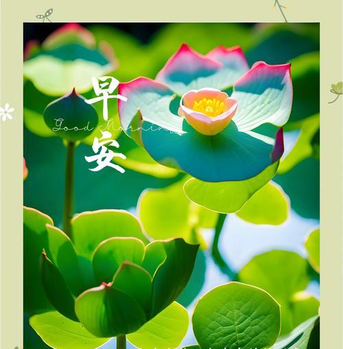 甜蜜早安语，让女友开心一整天（15个早安语，轻松营造甜蜜氛围）